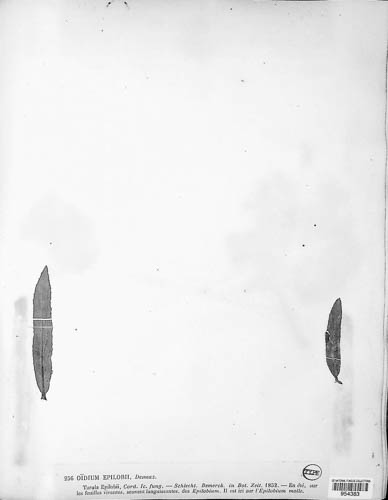 Oidium epilobii image